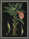 Banana, 1880, Carl Bollman