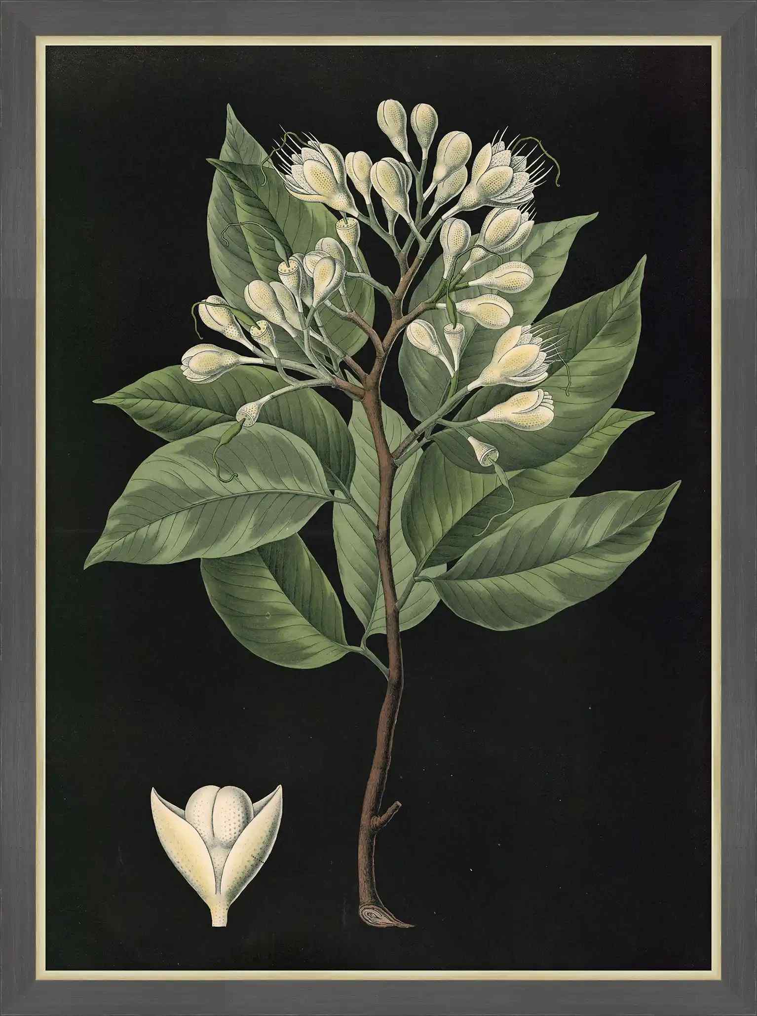 Locust Tree,1880, Carl Bollman