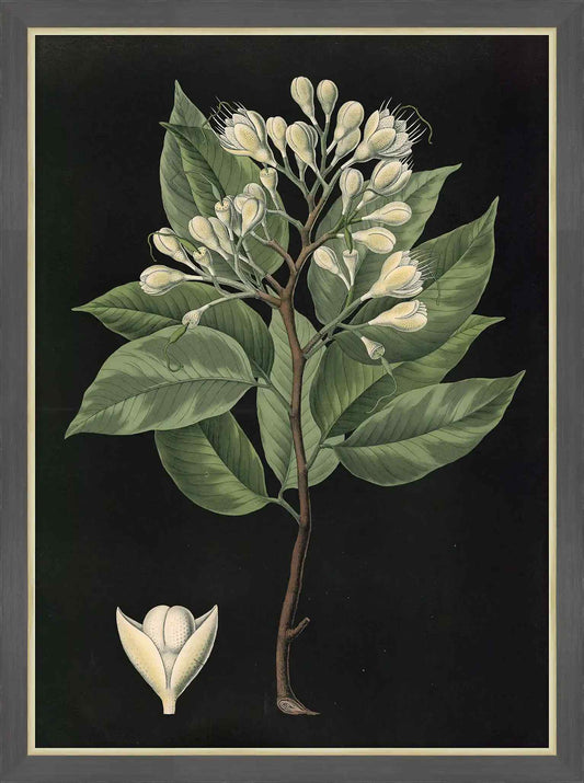 Locust Tree,1880, Carl Bollman