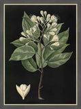 Locust Tree,1880, Carl Bollman