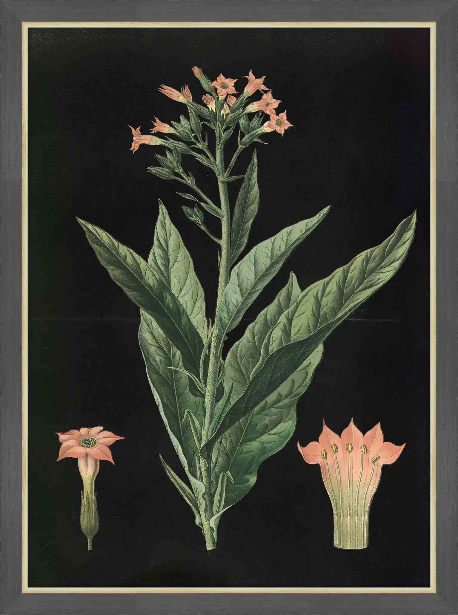 Virginia Tobacco, 1880, Carl Bollman