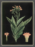 Virginia Tobacco, 1880, Carl Bollman