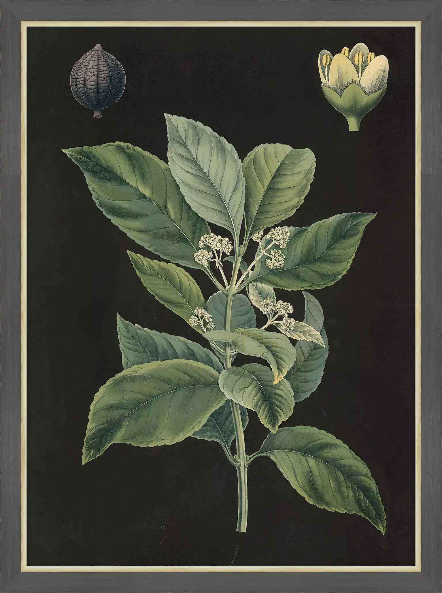 Mate-Plant, 1880,Carl Bollman