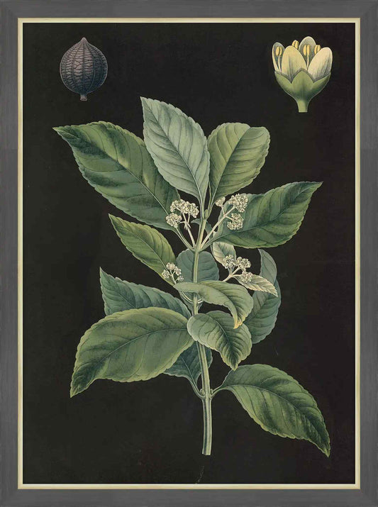 Mate-Plant, 1880,Carl Bollman