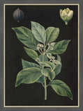 Mate-Plant, 1880,Carl Bollman