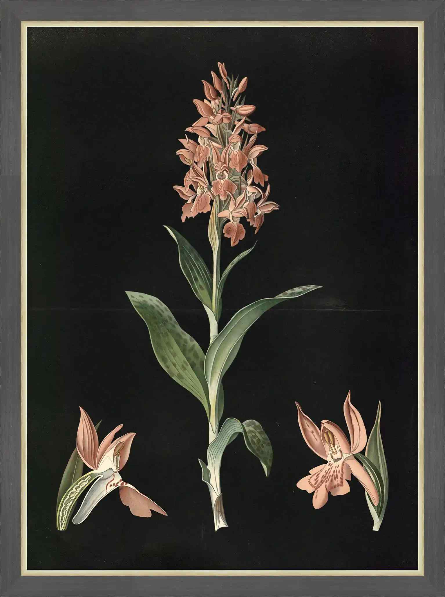 Broad-Leaved Orchid