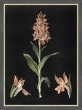 Broad-Leaved Orchid