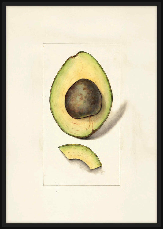 Avocado