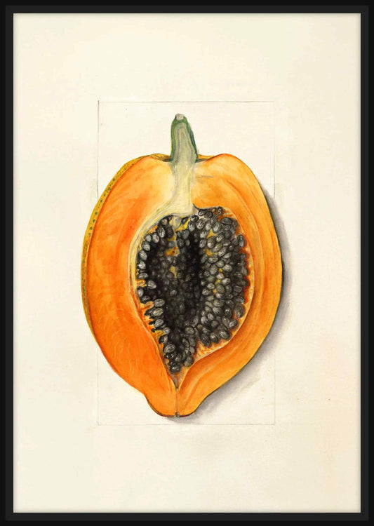 Carica Papaya