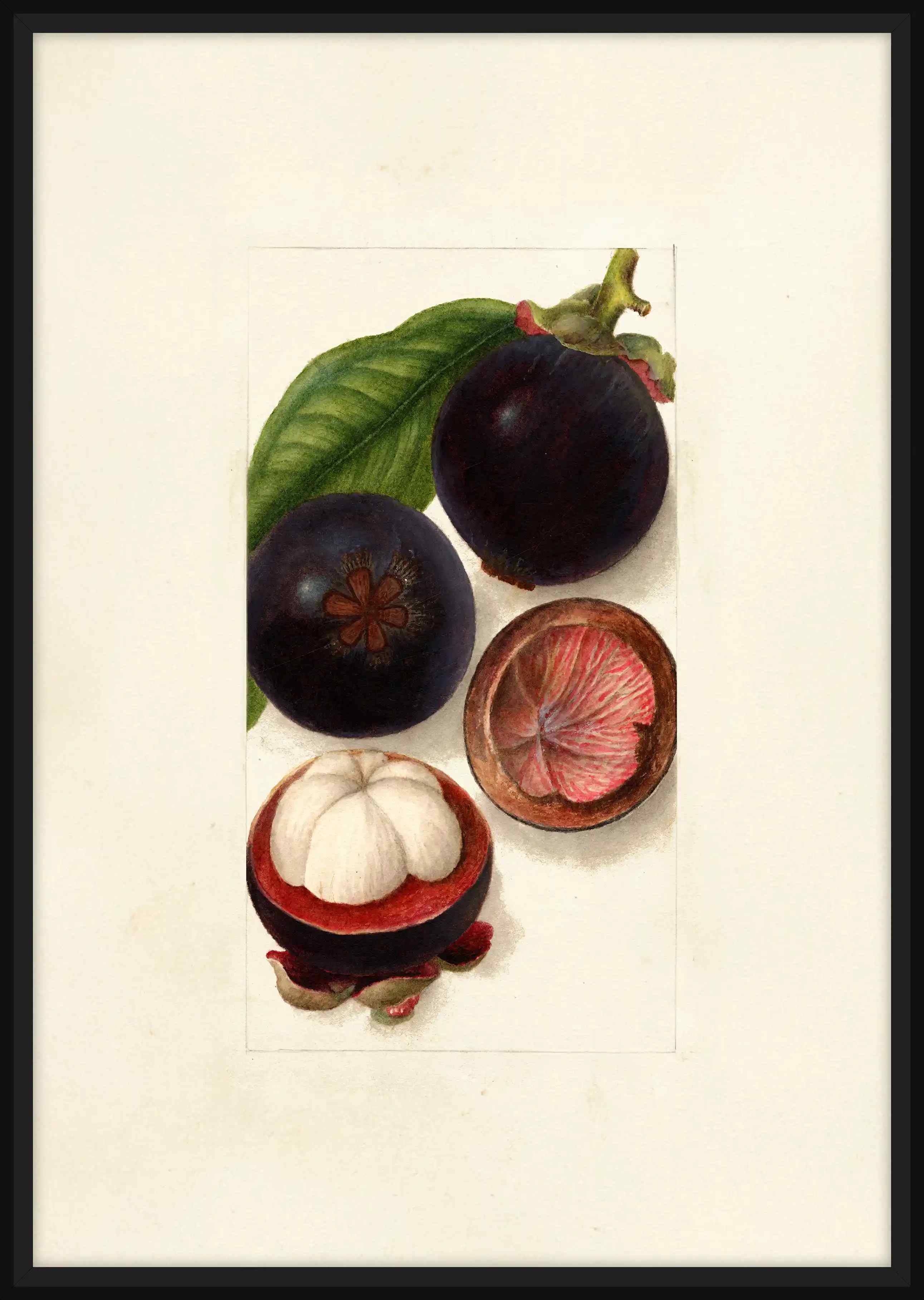 Mangostana