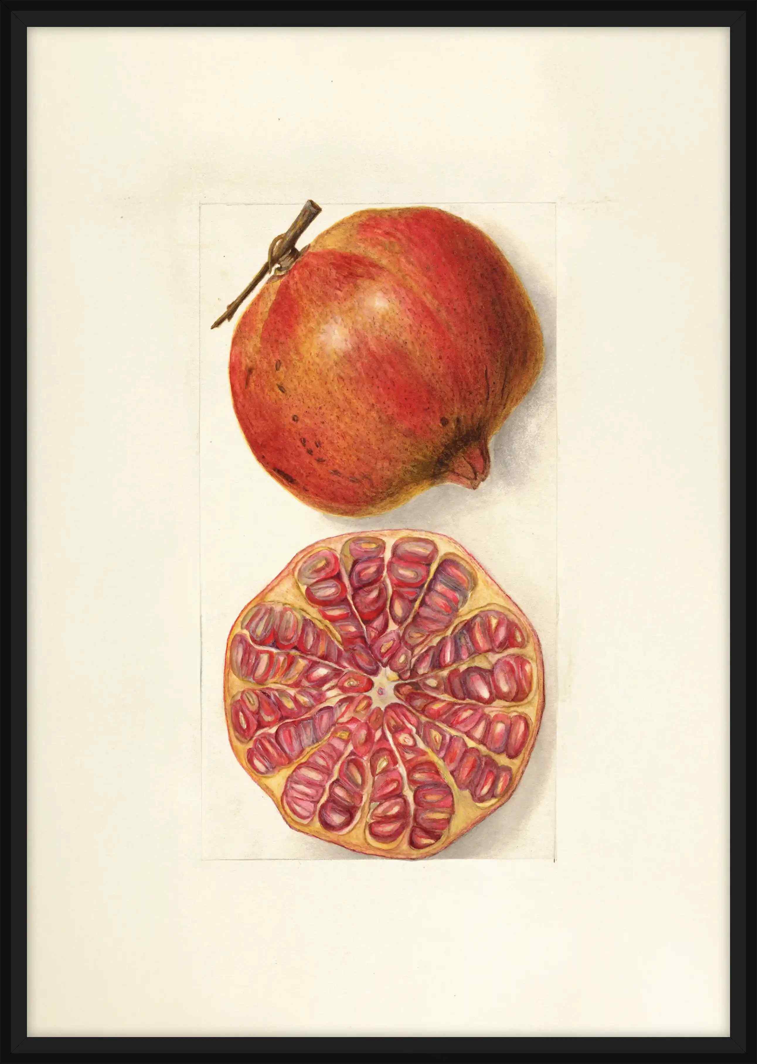 Pomegranate