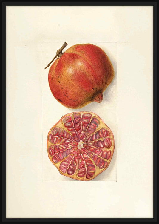 Pomegranate