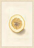 Yuzu