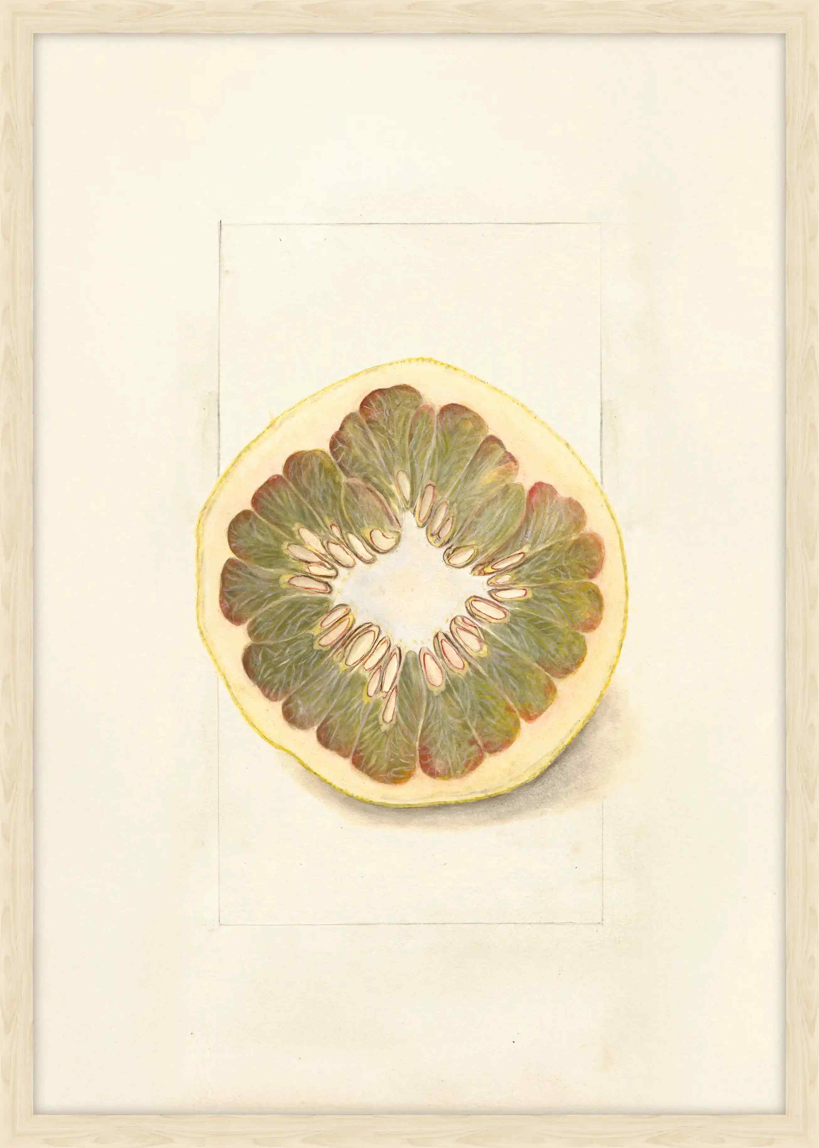 Citrus Grandis