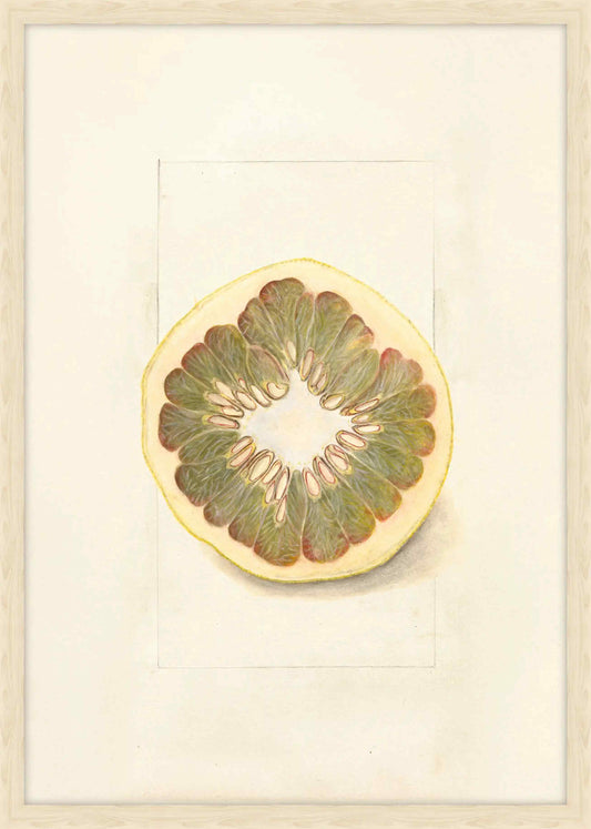 Citrus Grandis
