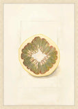 Citrus Grandis