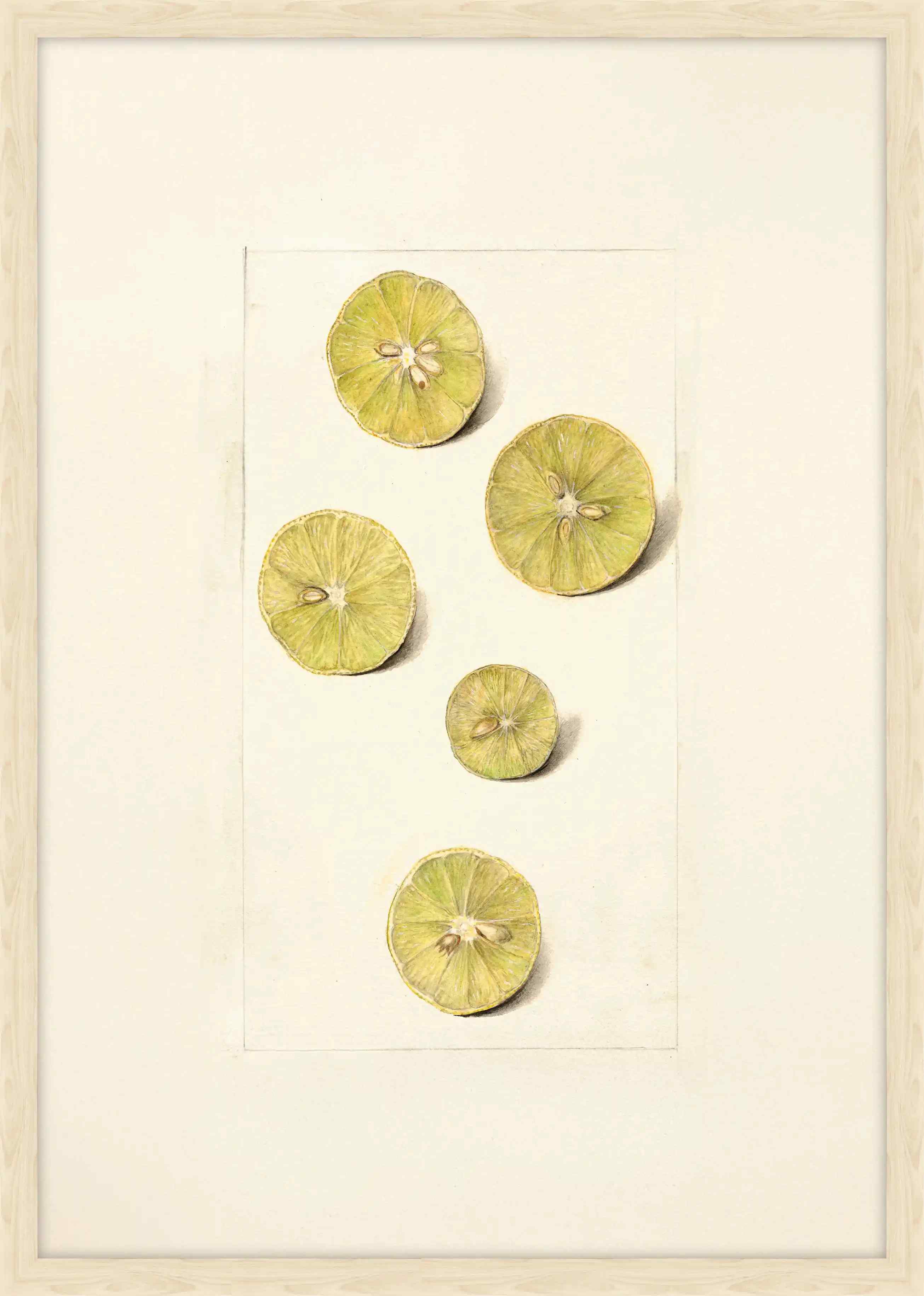 Limes