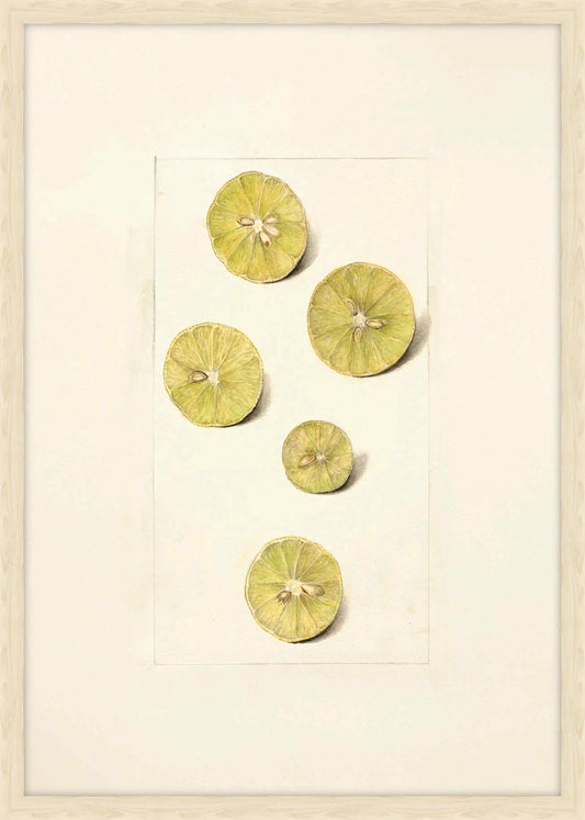 Limes
