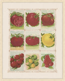 Tomatoes