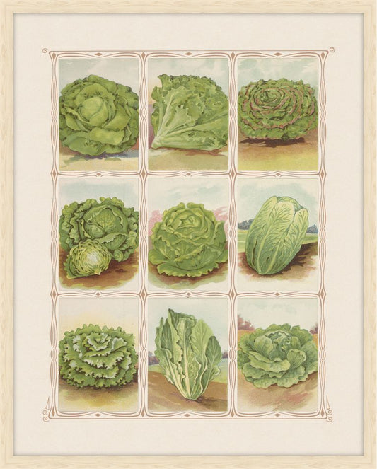 Lettuce