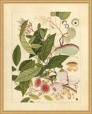Album Of Chinese Watercolors  Of Asian Fruits And Flowers Plate 12, 1780