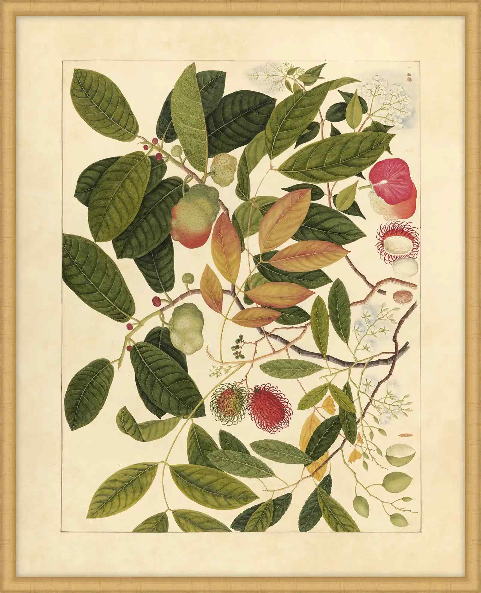 Album Of Chinese Watercolors  Of Asian Fruits And Flowers Plate 6, 1780