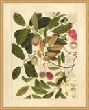 Album Of Chinese Watercolors  Of Asian Fruits And Flowers Plate 6, 1780