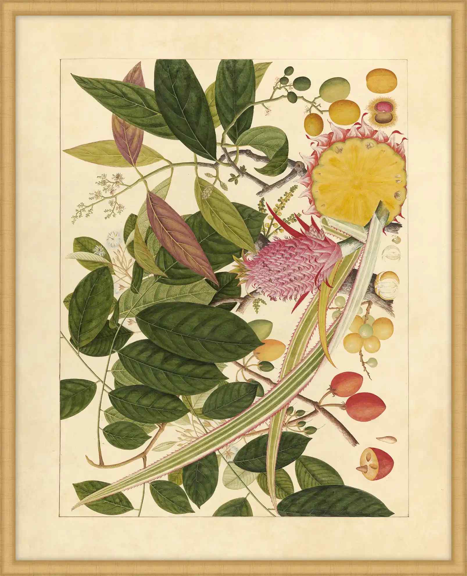 Album Of Chinese Watercolors  Of Asian Fruits And Flowers Plate 8, 1780