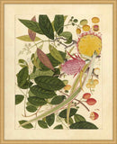 Album Of Chinese Watercolors  Of Asian Fruits And Flowers Plate 8, 1780