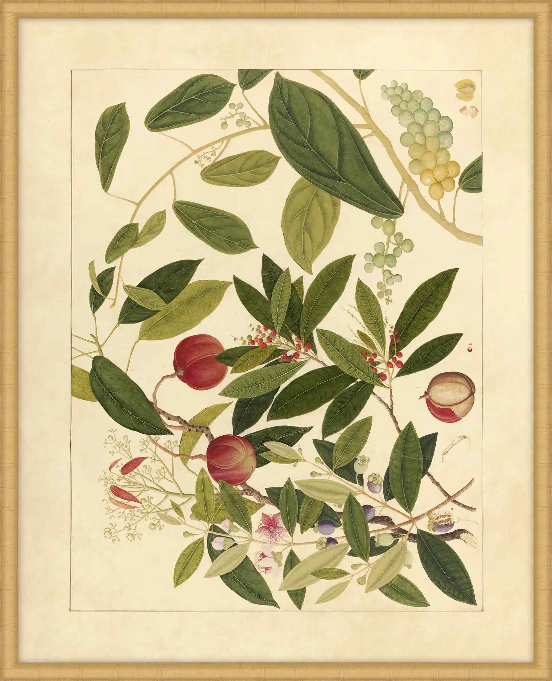 Album Of Chinese Watercolors  Of Asian Fruits And Flowers  Plate 9, 1780