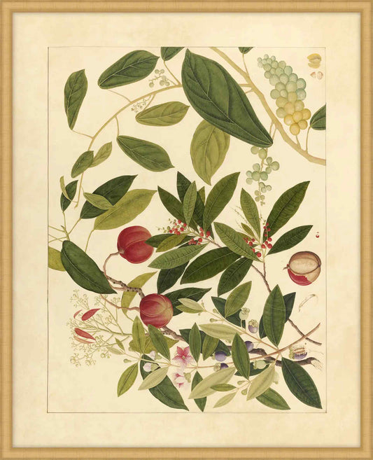 Album Of Chinese Watercolors  Of Asian Fruits And Flowers  Plate 9, 1780