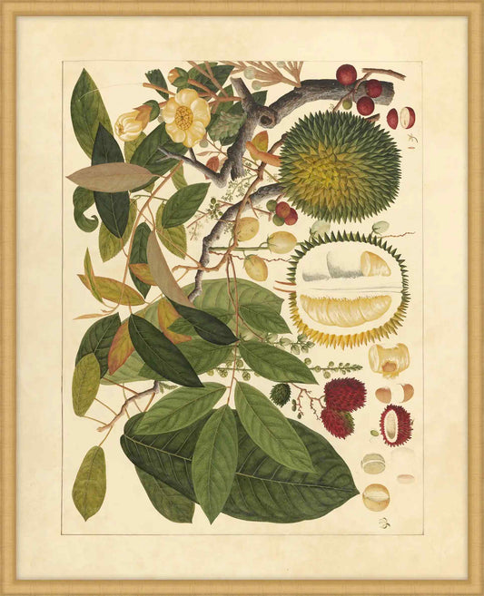 Album Of Chinese Watercolors  Of Asian Fruits And Flowers Plate 11, 1780