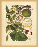 Album Of Chinese Watercolors  Of Asian Fruits And Flowers Plate 11, 1780