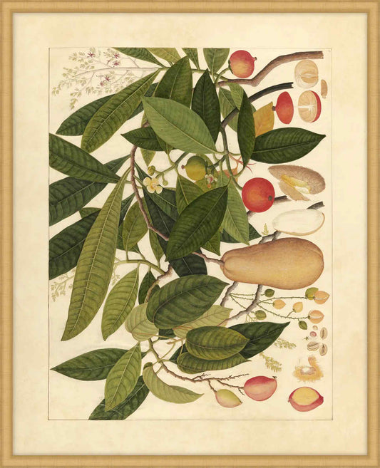 Album Of Chinese Watercolors  Of Asian Fruits And Flowers Plate 5, 1780