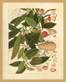 Album Of Chinese Watercolors  Of Asian Fruits And Flowers Plate 5, 1780