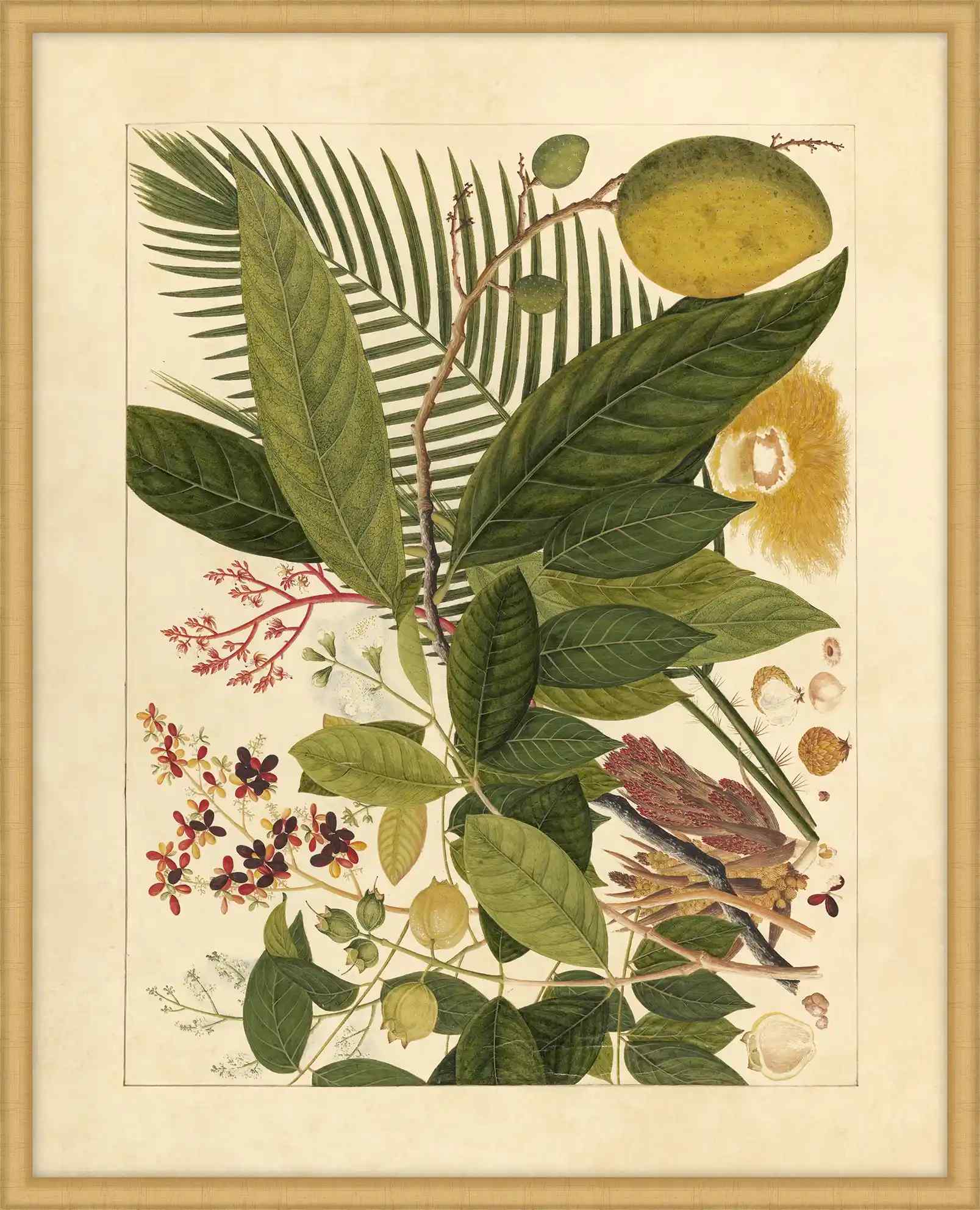 Album Of Chinese Watercolors  Of Asian Fruits And Flowers Plaate 4, 1780