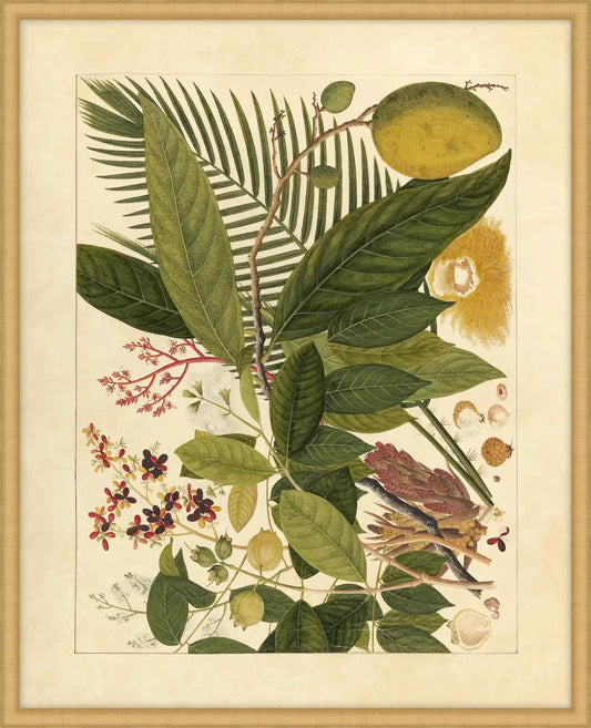 Album Of Chinese Watercolors  Of Asian Fruits And Flowers Plaate 4, 1780