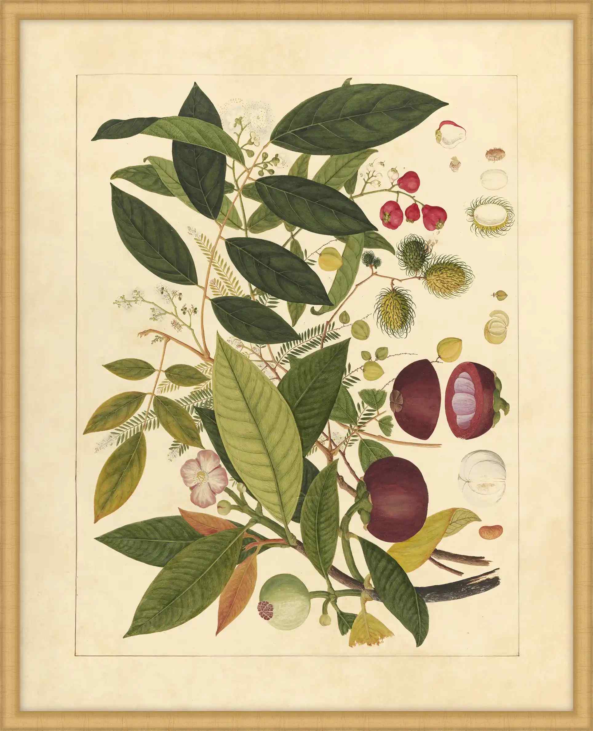 Album Of Chinese Watercolors  Of Asian Fruits And Flowers Plate 2 , 1780