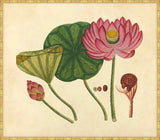 Watercolors  Of Asian Fruits And Flowers , Plate 12, 1780