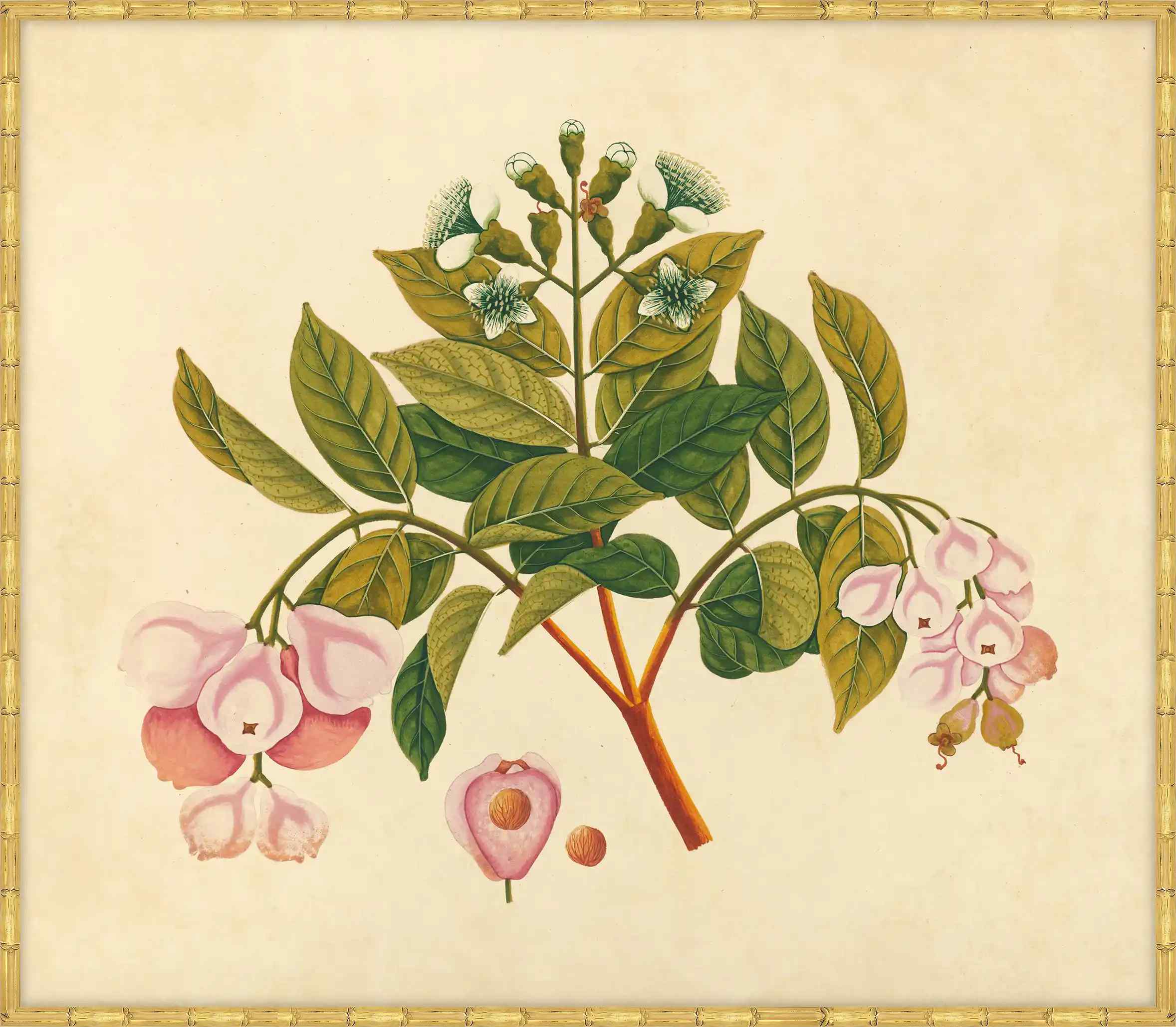 Watercolors  Of Asian Fruits And Flowers Plate 6, 1780