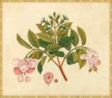 Watercolors  Of Asian Fruits And Flowers Plate 6, 1780