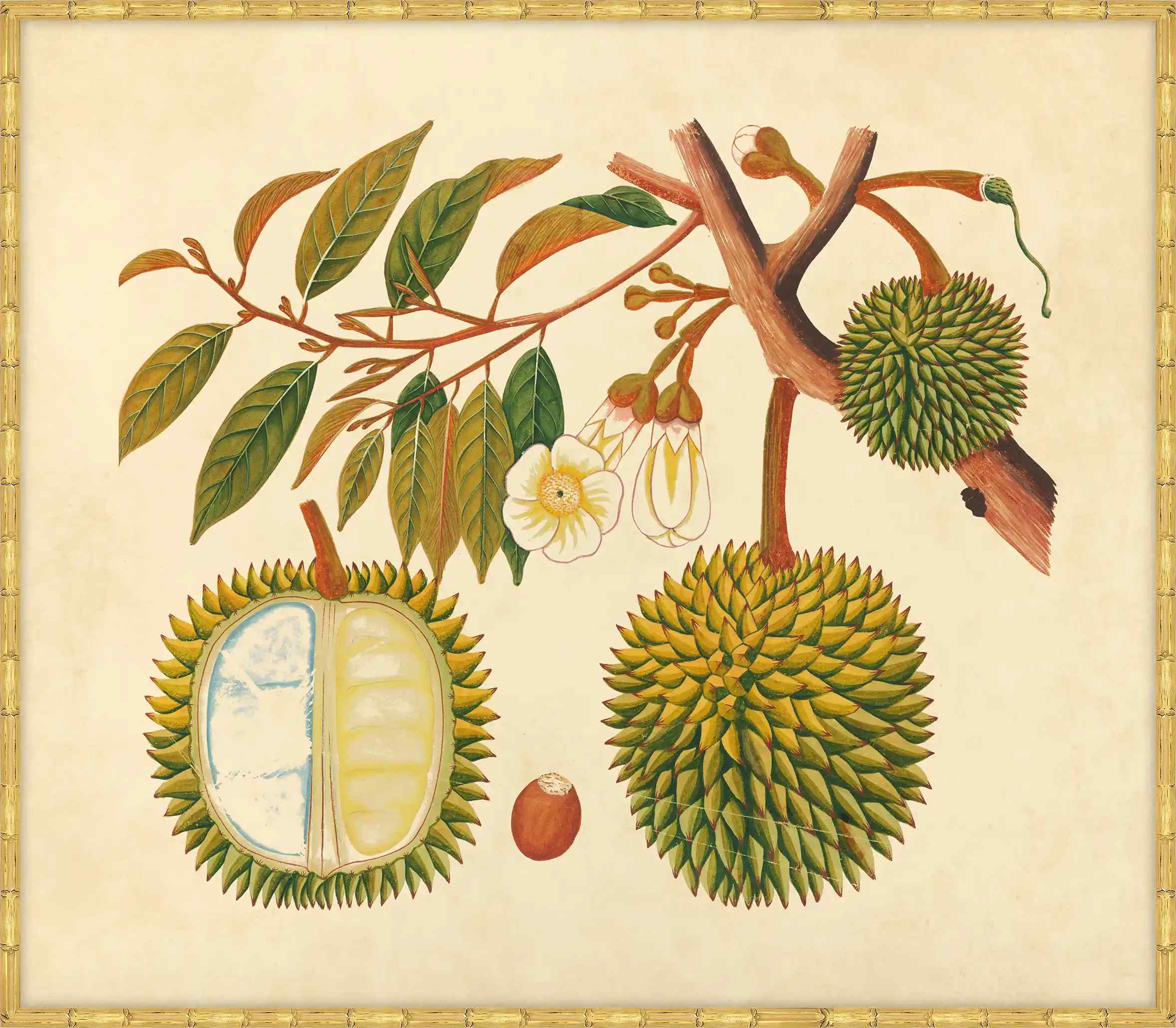 Watercolors  Of Asian Fruits And Flowers Plate 31, 1780