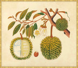 Watercolors  Of Asian Fruits And Flowers Plate 31, 1780