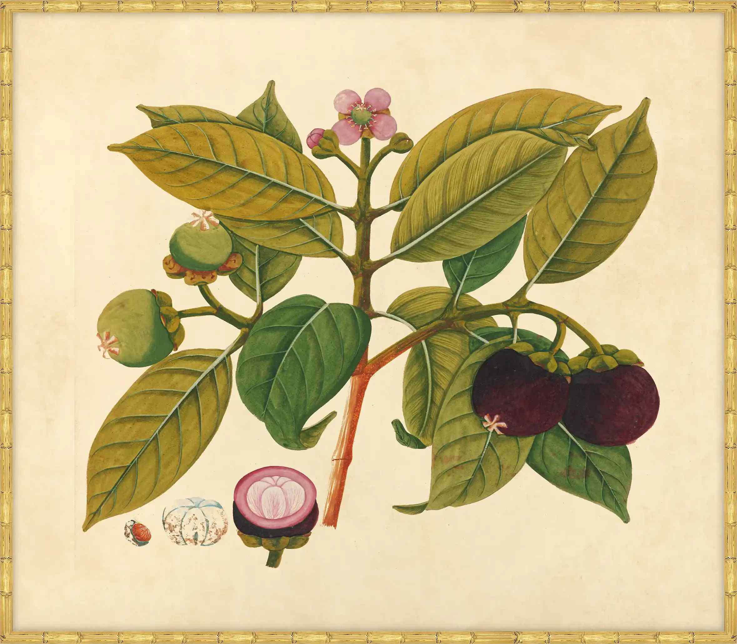 Watercolors  Of Asian Fruits And Flowers Plate 18, 1780