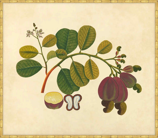 Watercolors  Of Asian Fruits And Flowers Plate 19, 1780