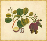 Watercolors  Of Asian Fruits And Flowers Plate 19, 1780
