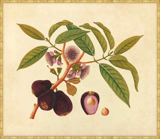 Watercolors  Of Asian Fruits And Flowers Plate 5, 1780