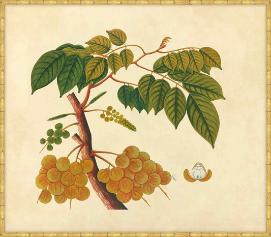 Watercolors  Of Asian Fruits And Flowers Plate 25, 1780