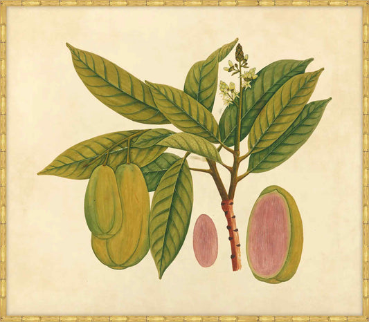 Watercolors  Of Asian Fruits And Flowers Plate 27, 1780