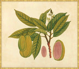 Watercolors  Of Asian Fruits And Flowers Plate 27, 1780